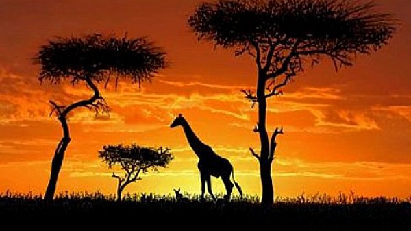 Arnaud Richard Alliali