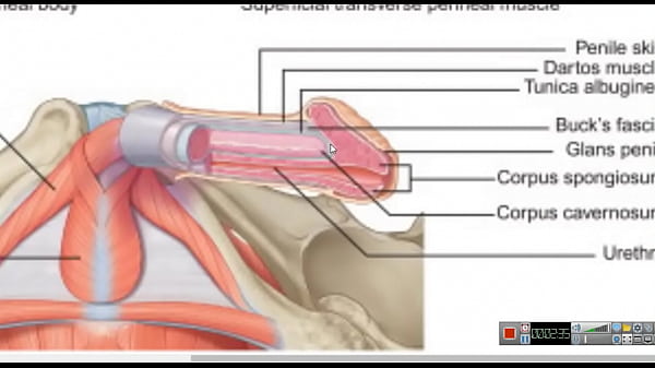 Increase Penis - Keeping PC Muscle Contracted