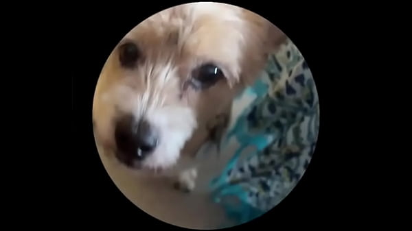 Even tbe senior dog getting on this trend. #pedropedropedro