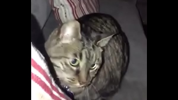 Xaninhas brincando e caindo por pura divers&atilde;o  