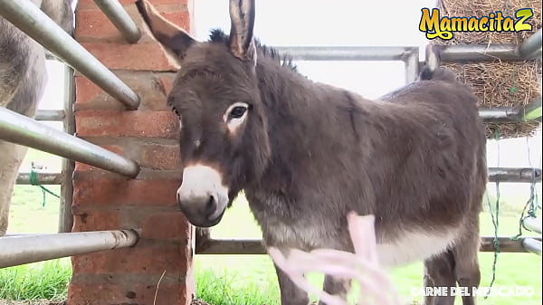 MAMACITAZ - Dayana Cruz - Sexy Shy Colombiana Picked Up And Fucked Hard On Hotel Room 