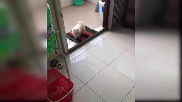 Puppy Compilation 92  