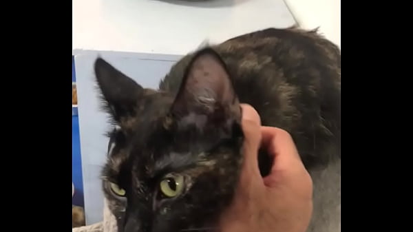 ANIMALS BRING YOU JOY