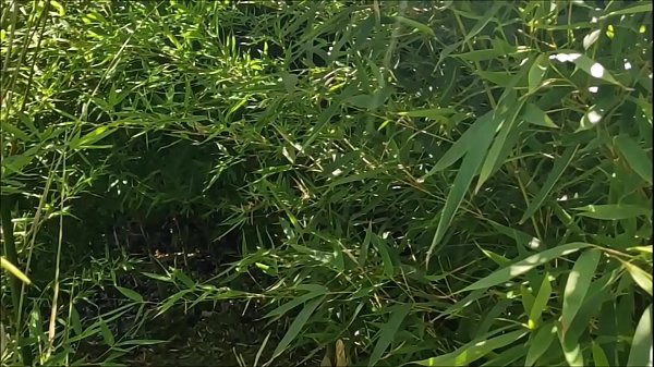 you will never imagine how exciting this video game with the beautiful Lara can be