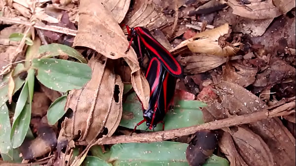 Inseta asuda flagrada mandando ver