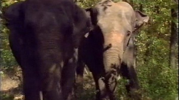 Selen in La Regina degli Elefanti (a.k.a. The Queen of Elephants) - Scene #1