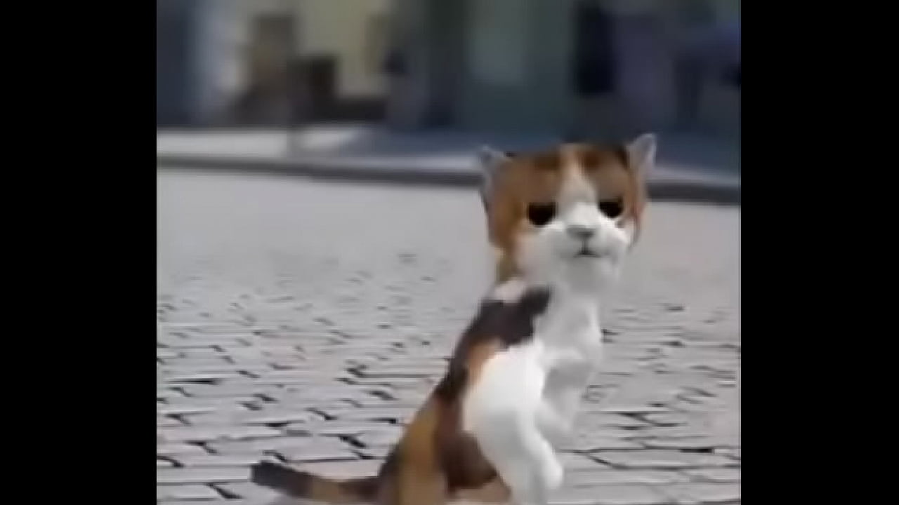 Felino danzando