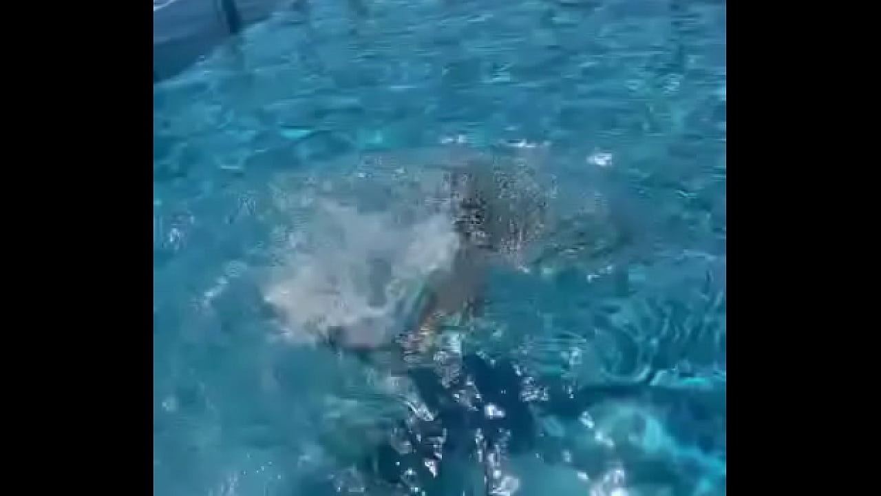 Acho que vi um peixinho