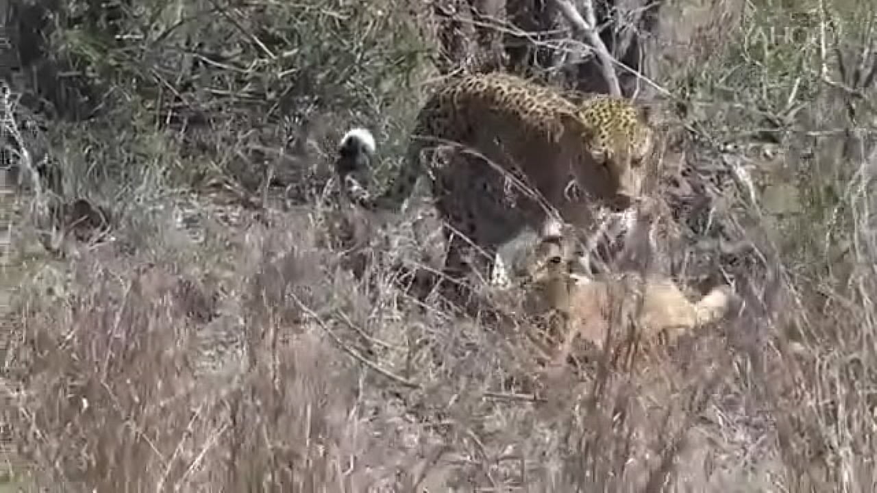 9375trimmed-000-f7333a74-596a-4a97-b3b2-fb6920ee29bf pFHvODgnCJCy-KPnOdKkcZ XlFxaHfrtOG3HePWCiBvjK1p