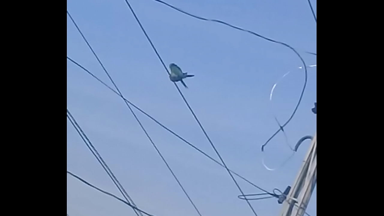 Papagaio botando na puta safada