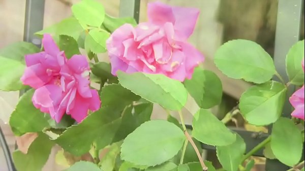 A short film about a man missing his loved one.  Fully nude.