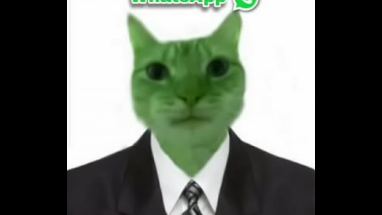 Hay un gato verde y arriba dice WhatsApp osea la cosa mas &eacute;pica del mundo