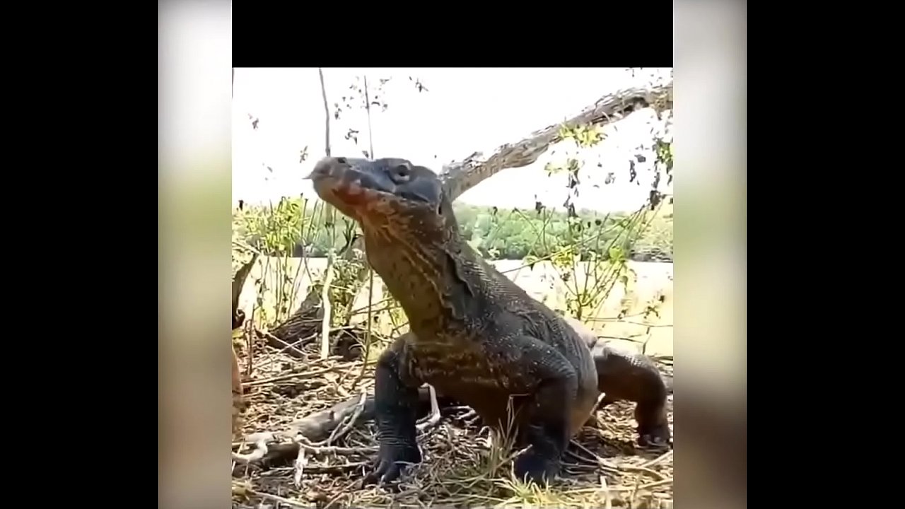 Diamond girl with another epic video