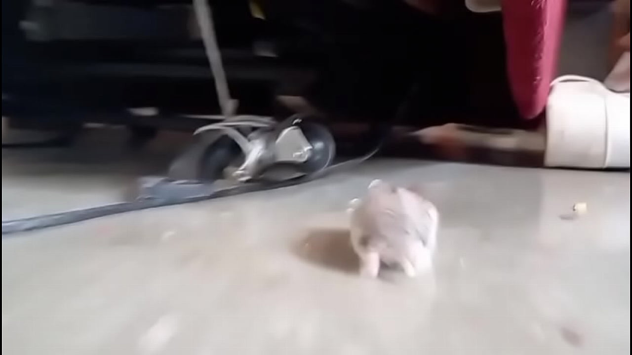 El hamster es de mi amiga en realidad