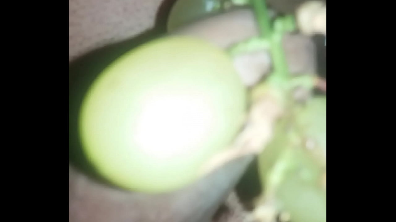 Quanto mais chupar melhor