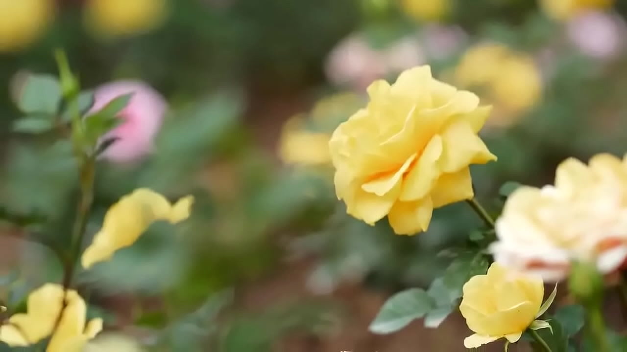 Bangla Romantic Sex Story