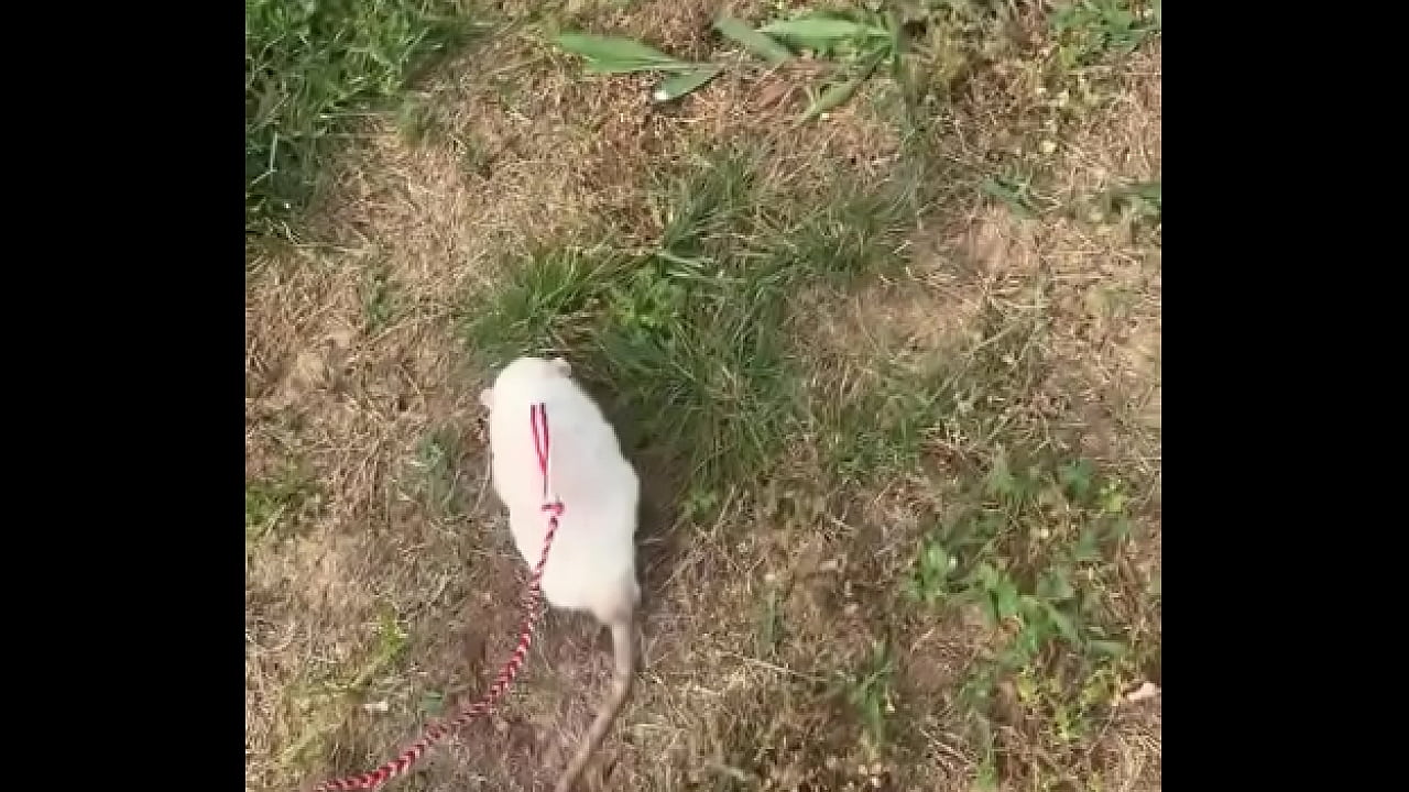 Go walk your ts!! (or your dogs)