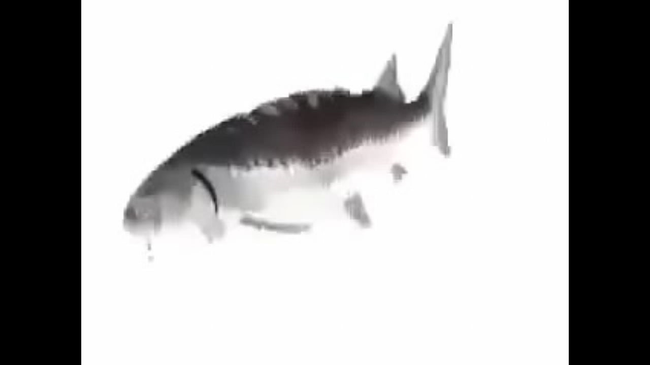 Paz dando varias vueltas aaaaaa noce q mas poner xd