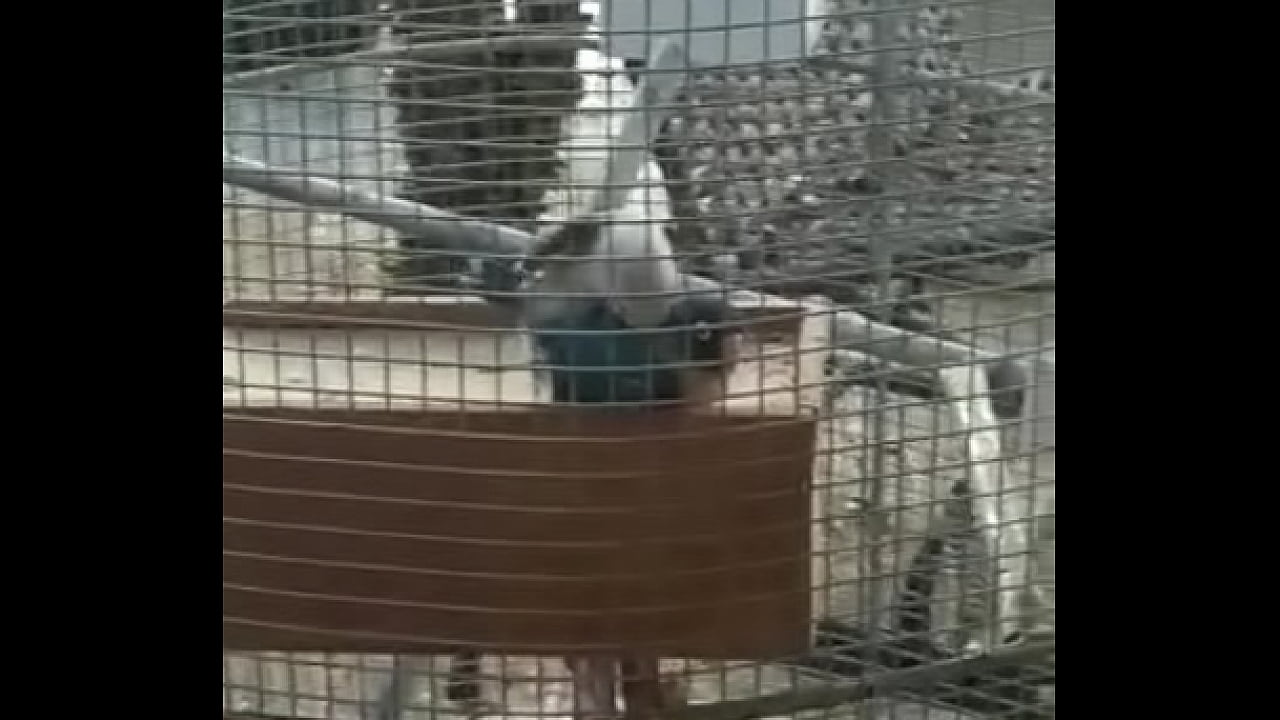 Pomba com doen&ccedil;a fodendo gostoso precoce