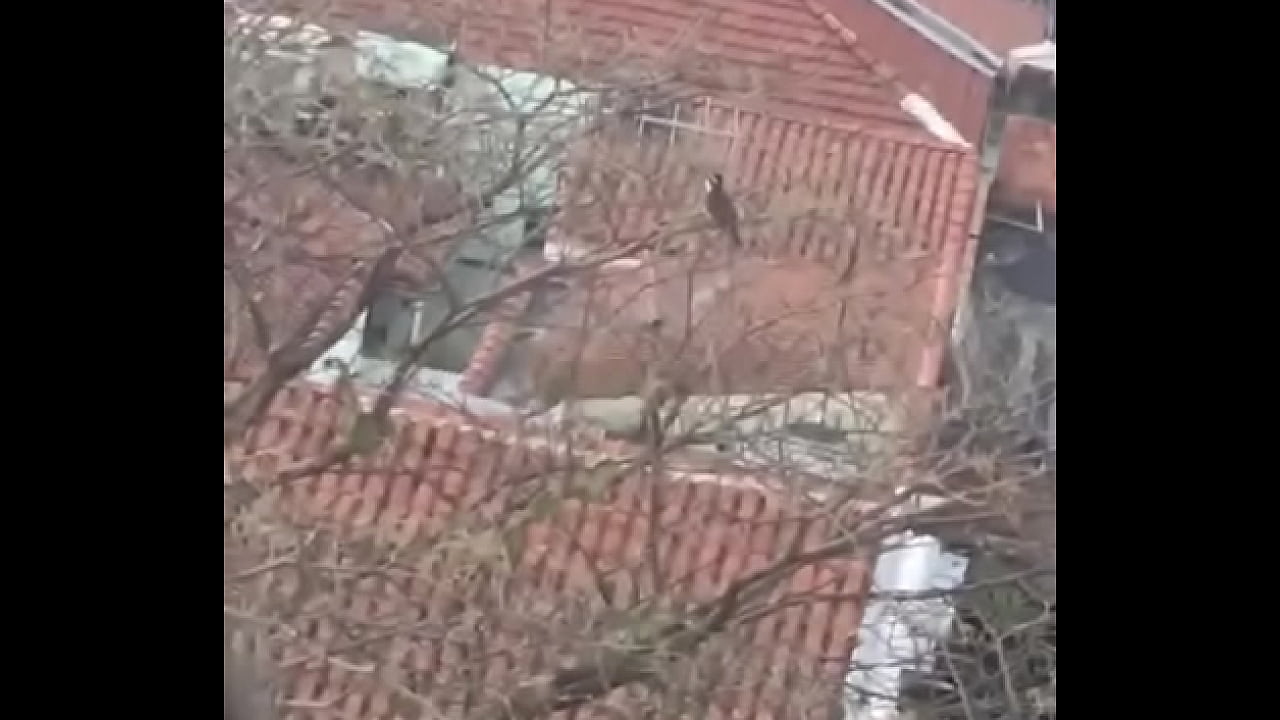 Passarinho safado batendo punheta safada