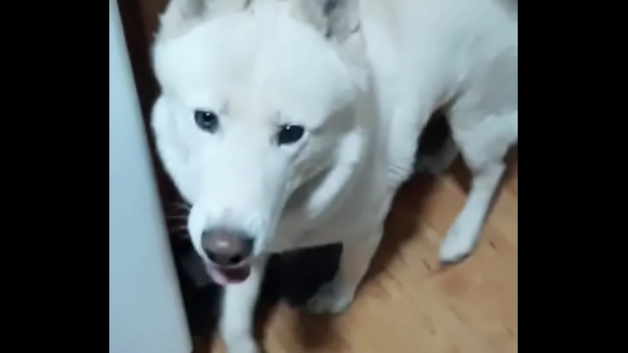Made a lil video with the "microwave" bit, turn your sound on!?More doggo shenanigans on my TikTok!