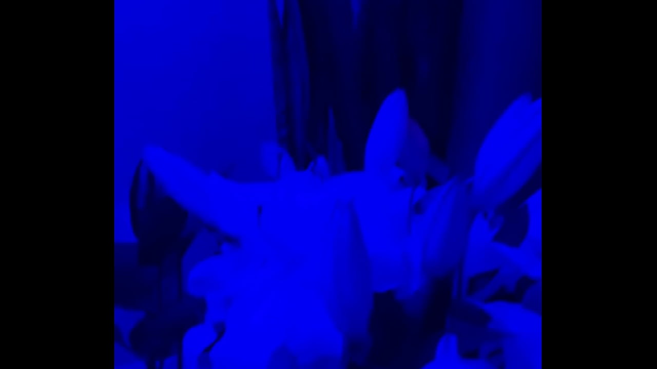 I have lilies in my room now#Flowers