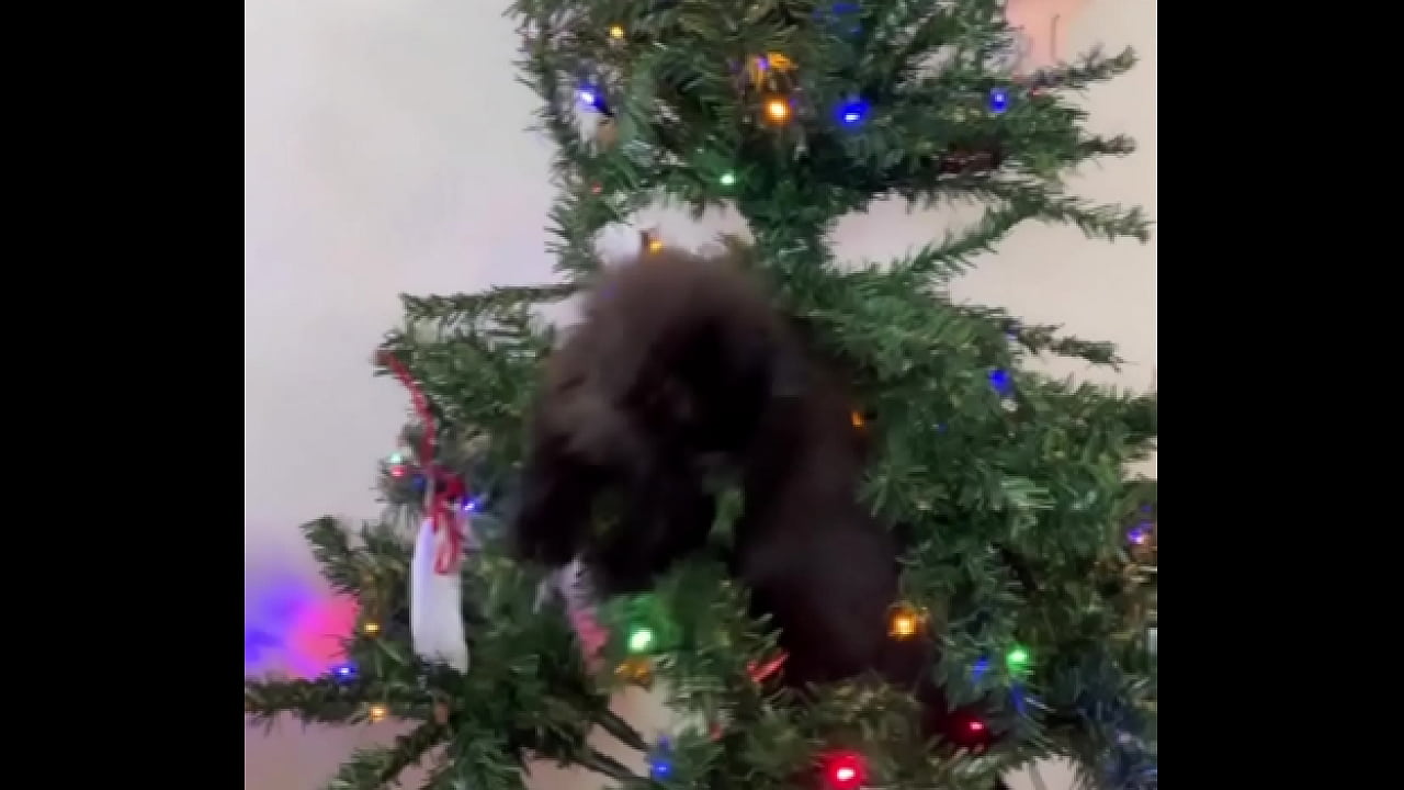 Merry Christmas from the little terrorist