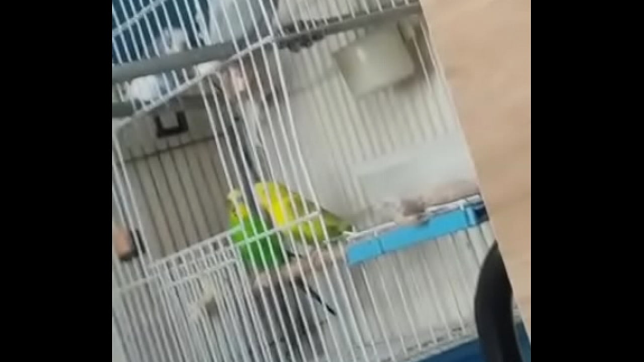 Alface pego na rapidinha com uma piriquita gostosa demais muito linda