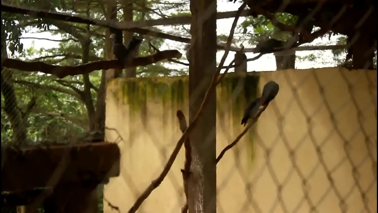 baise publique des touristes dans un parc a Yaound&eacute; pendant la coupe d'Afrique des nations de football au Cameroun. Cette femme se fait copieusement bais&eacute; en public par le touriste dans un parc