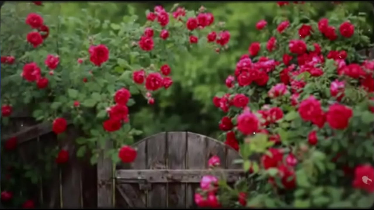 Bengali Romantic Sex Story I fucked my friend's wife and got cum out of her pussy.