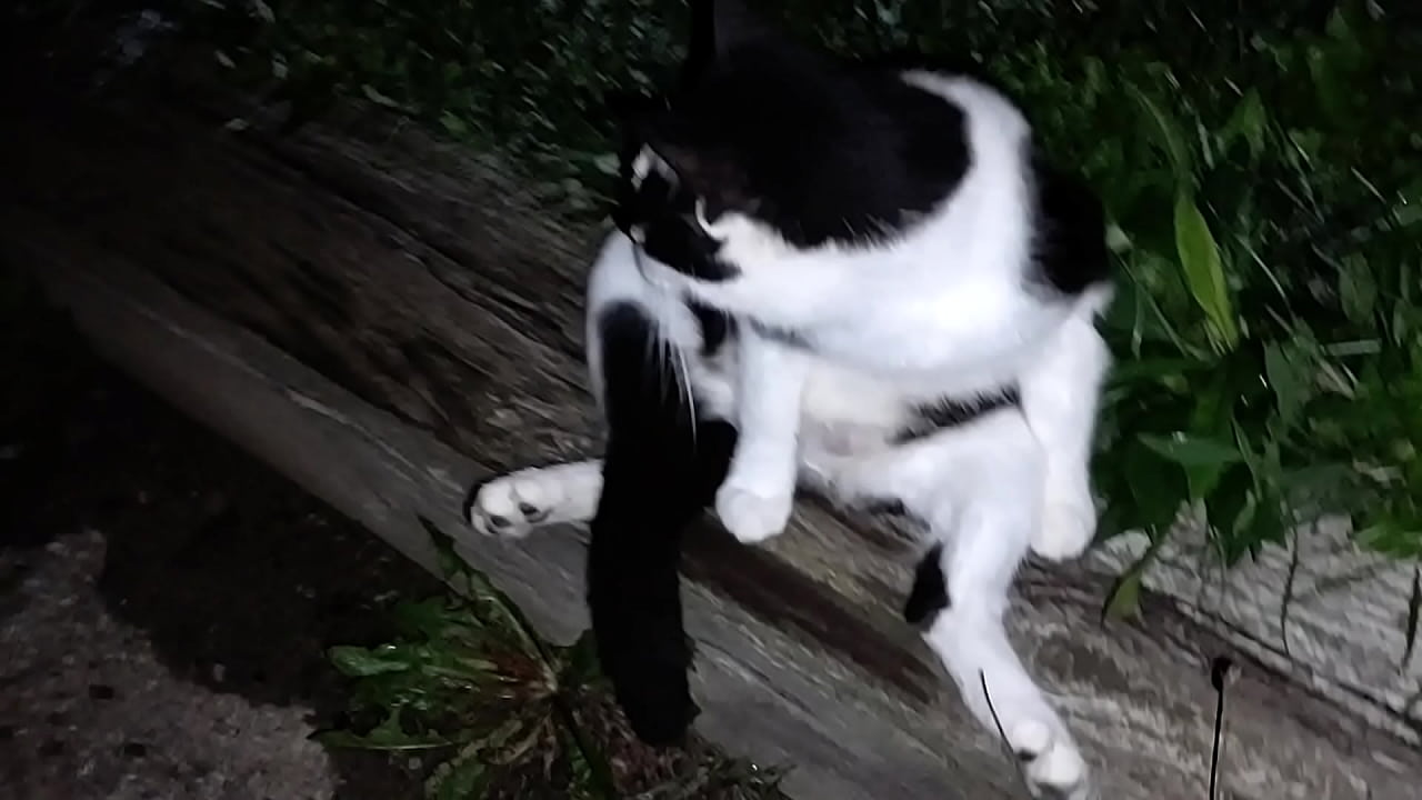 Gangsta by Lavon Trippy