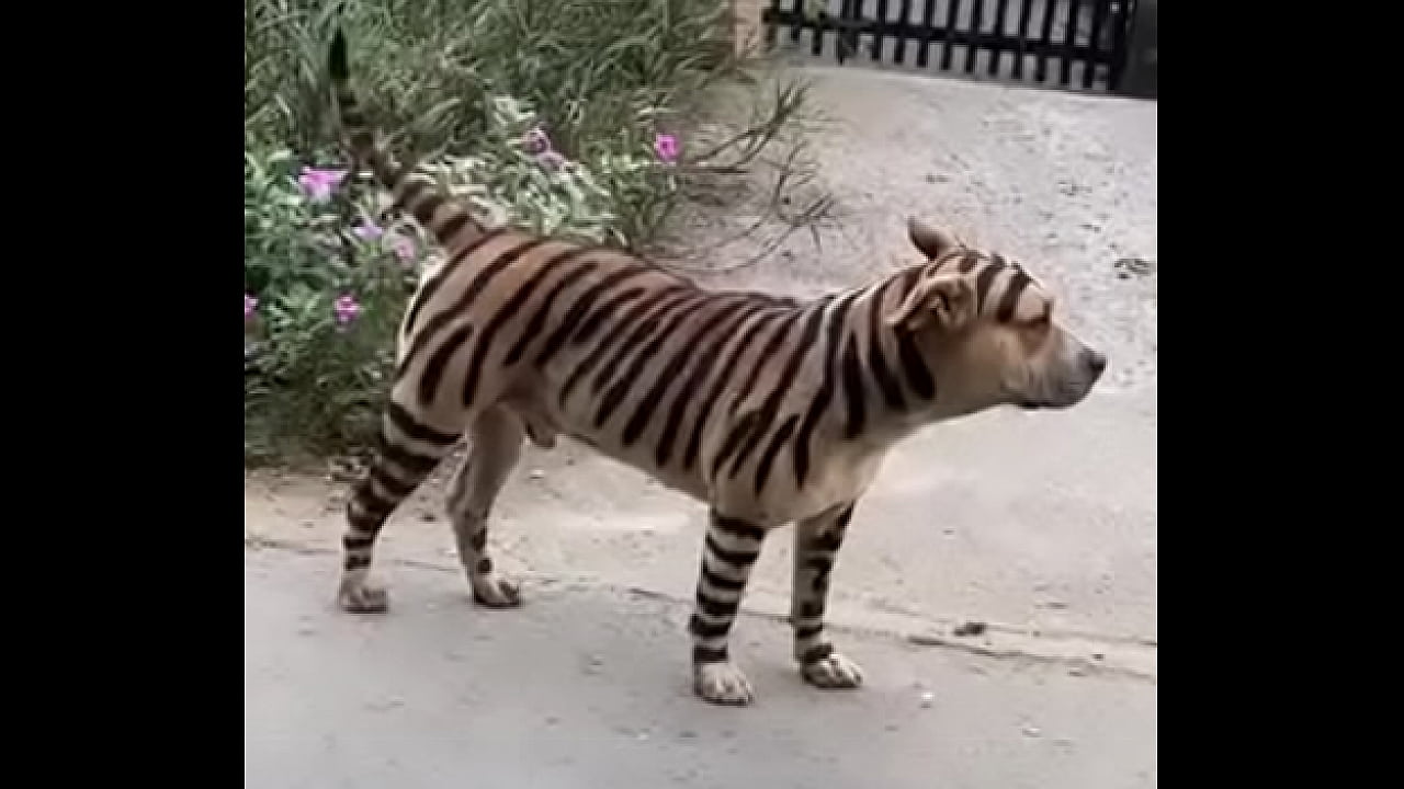 Video x&aacute;c minh