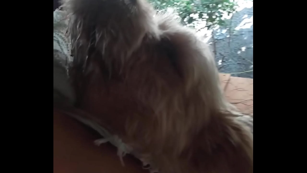 V&iacute;deo de verifica&ccedil;&atilde;o