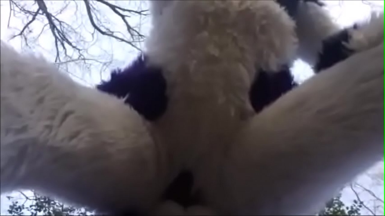 Fursuit Breeding Woods