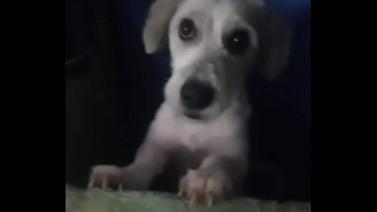 Canino caliente hace de las suyas