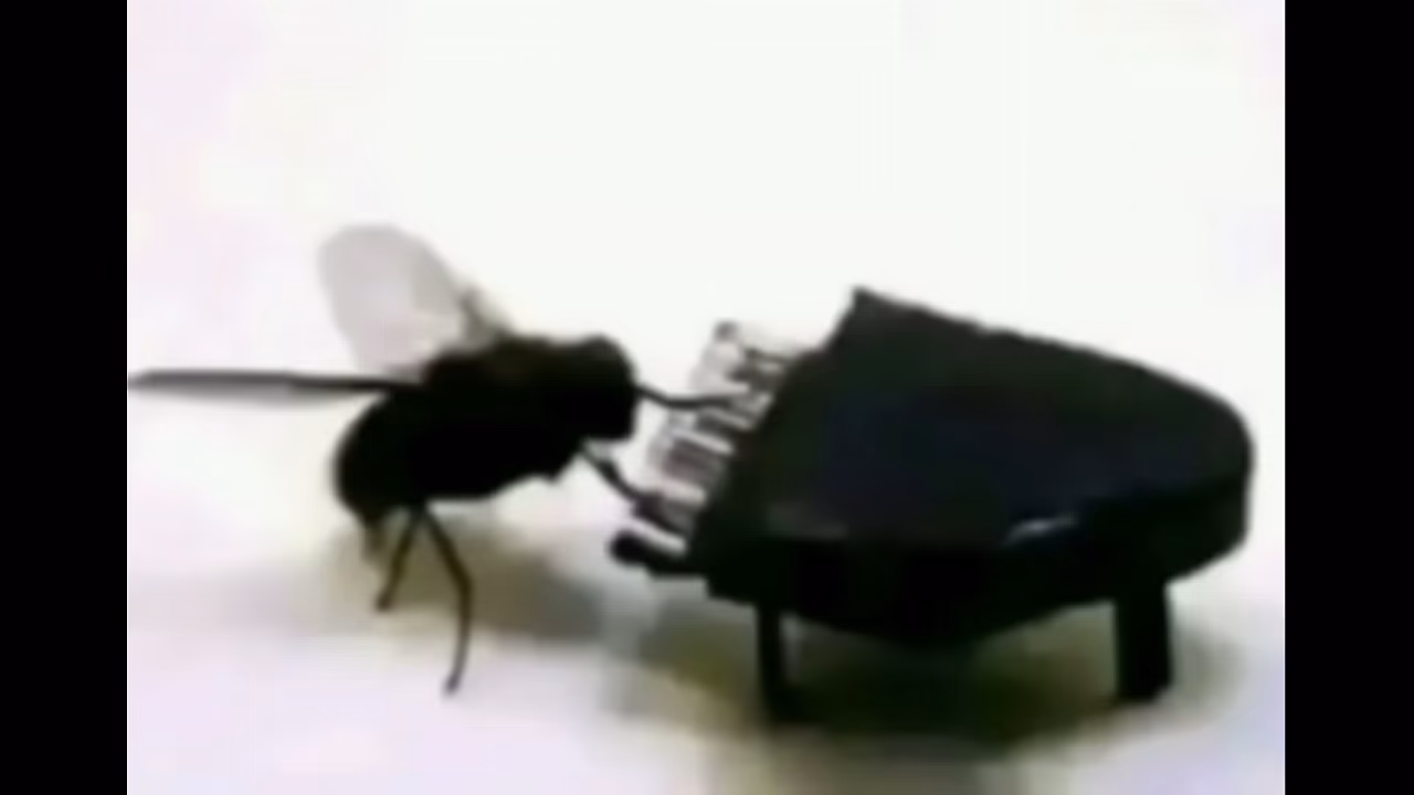 V&iacute;deo de verifica&ccedil;&atilde;o