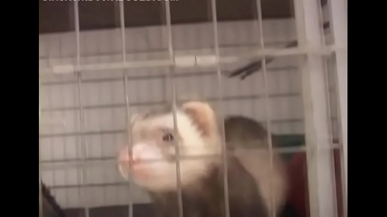 Topnotch redhead perfection Shawna with huge natural tits fucks and deepthroats