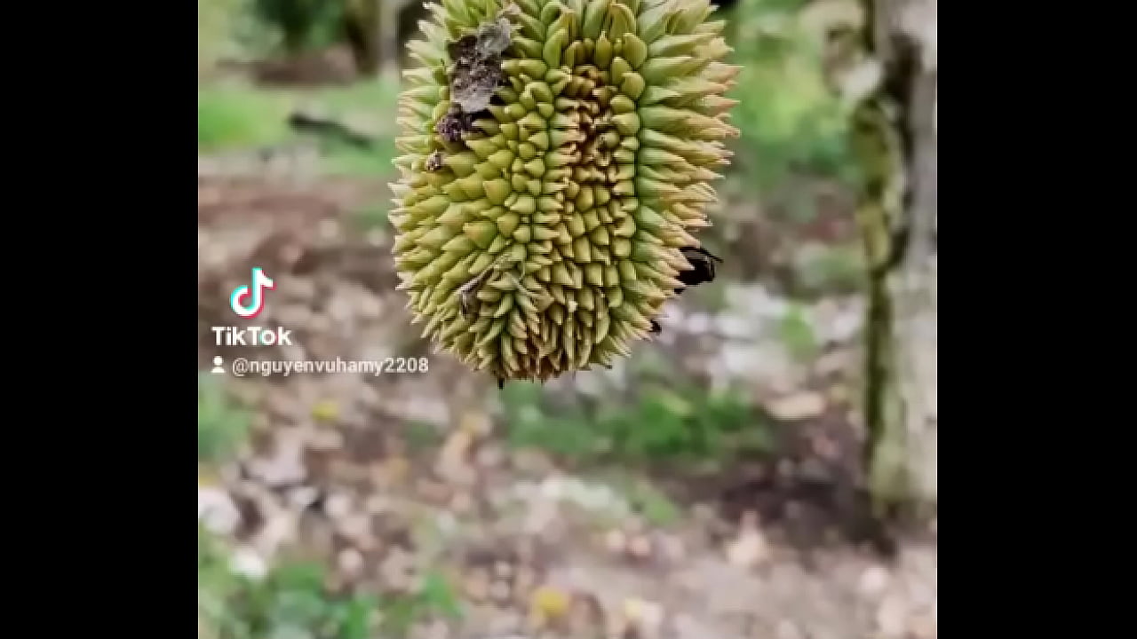 Video x&aacute;c minh