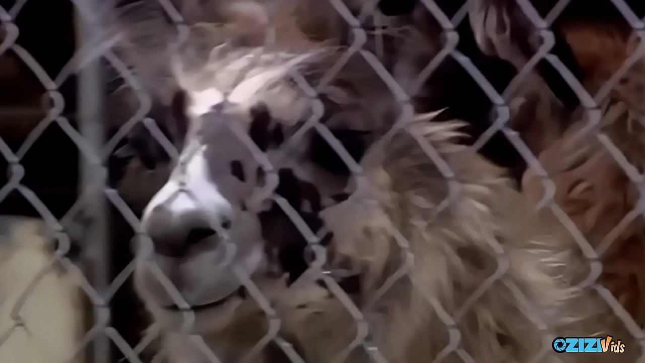 A voluptuous blonde receives a clitoral implant after performing a blowjob on a man.