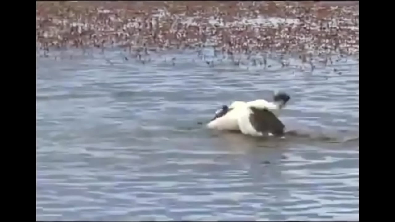 Yopatos em ritual de acasalamento