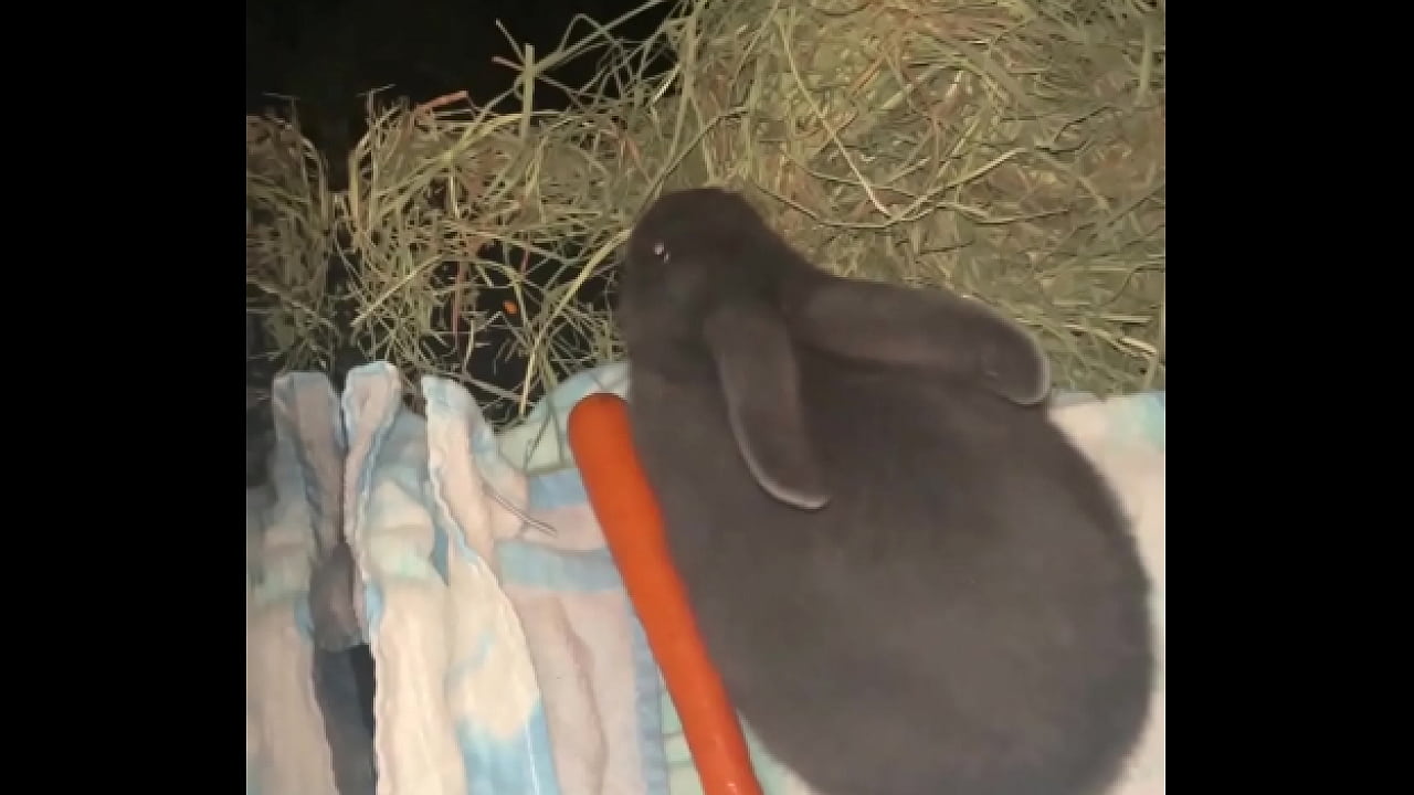 Welcome our new Flemish bbit- Fnk Sinat.