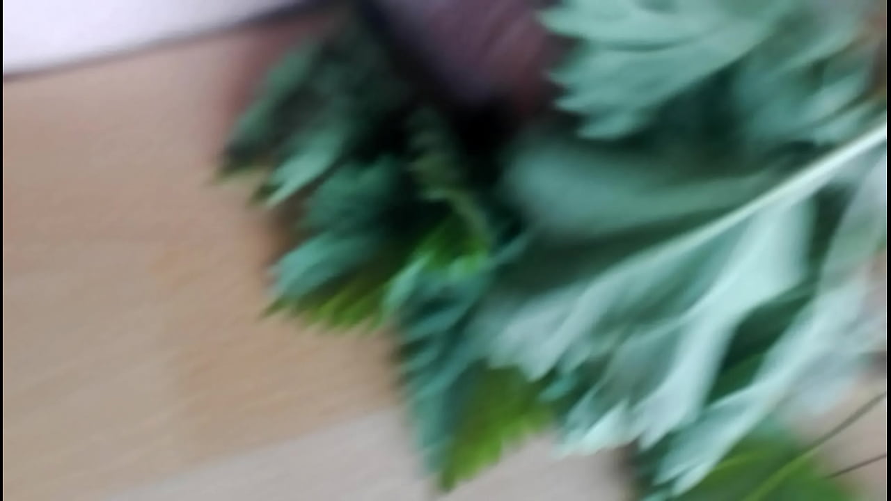 Cbt,cock.csal&aacute;n,nettle.