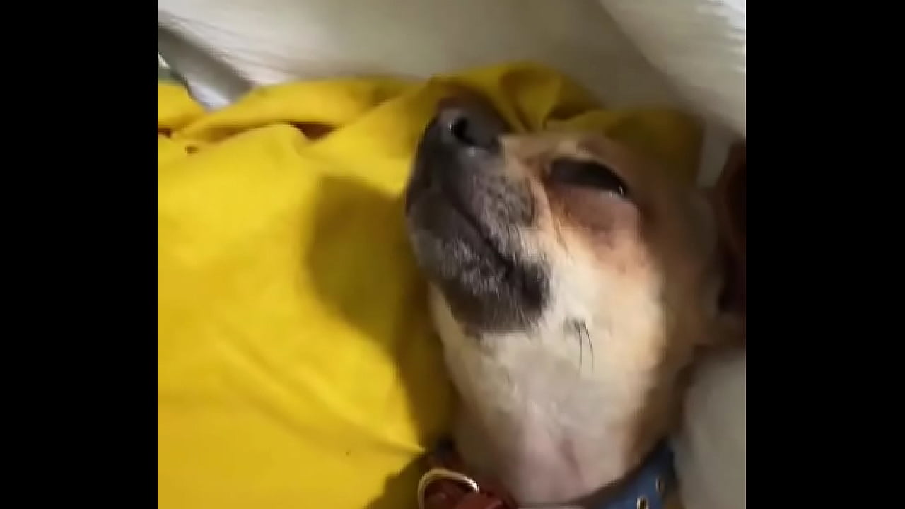 Relaxed in Mommy&rsquo;s lap. #chihuahuastiktok #nocare