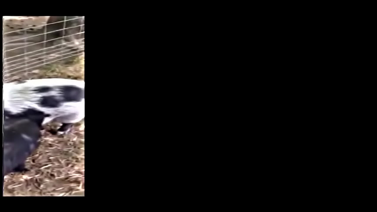 the muddy old funny creature and song