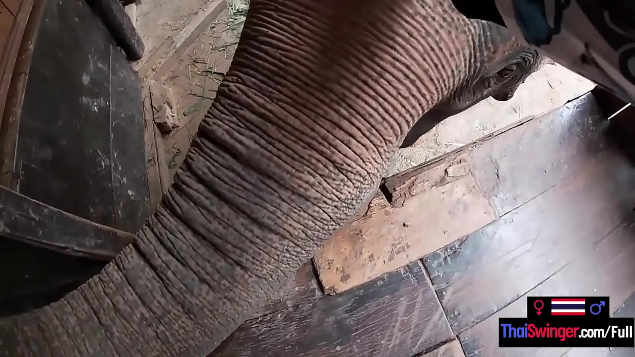 Asian teen girlfriend rode on an Elephant before pushing back on his big dick