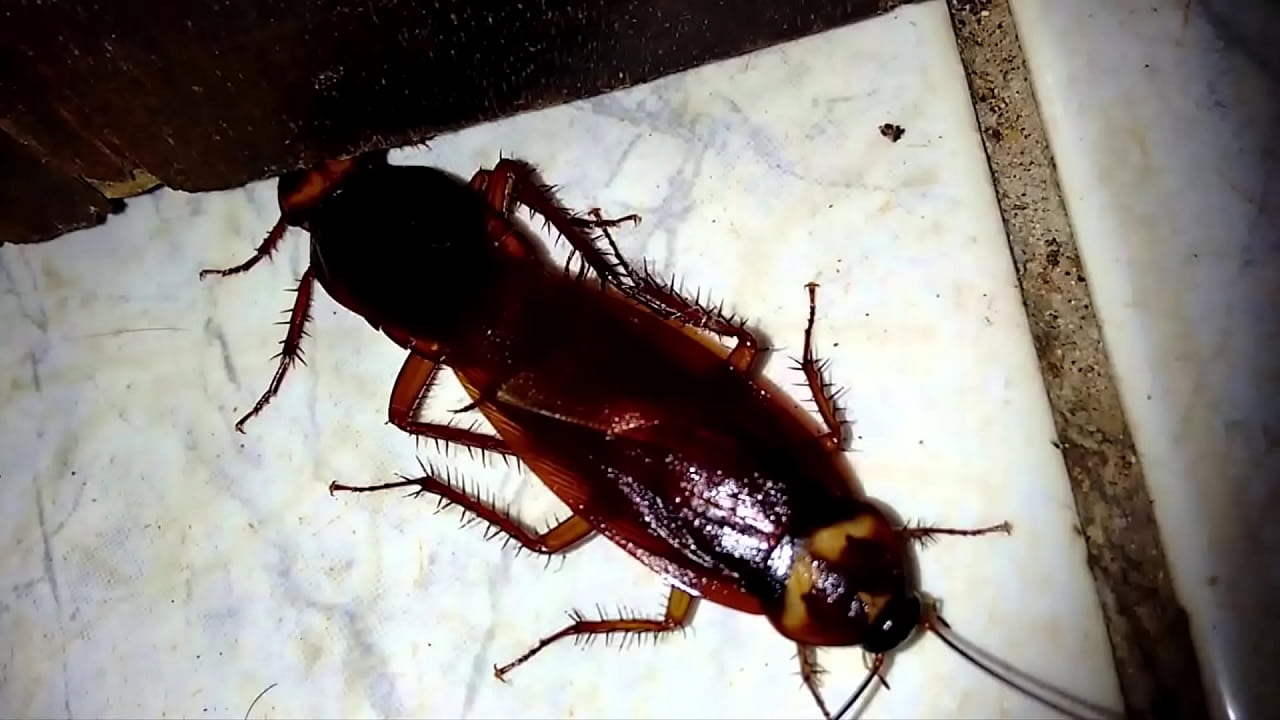 duas baratas fudendo na entranda do bueiro
