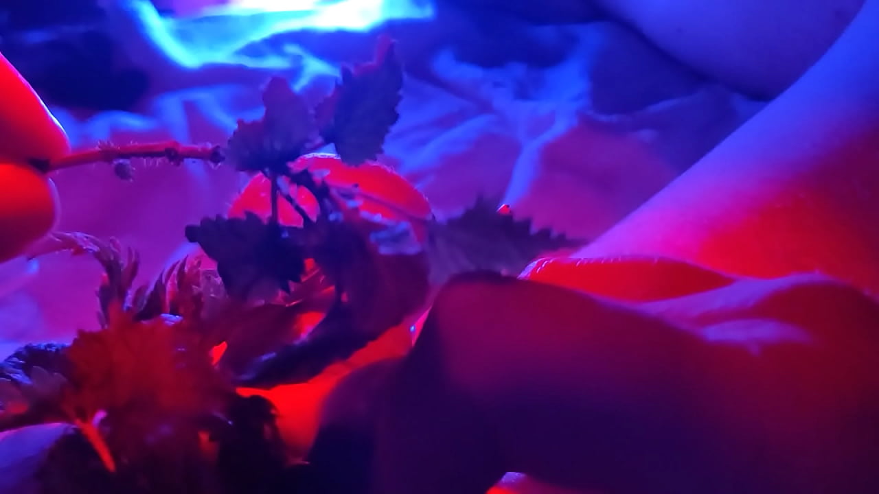 ifoslave nettle vs my cock