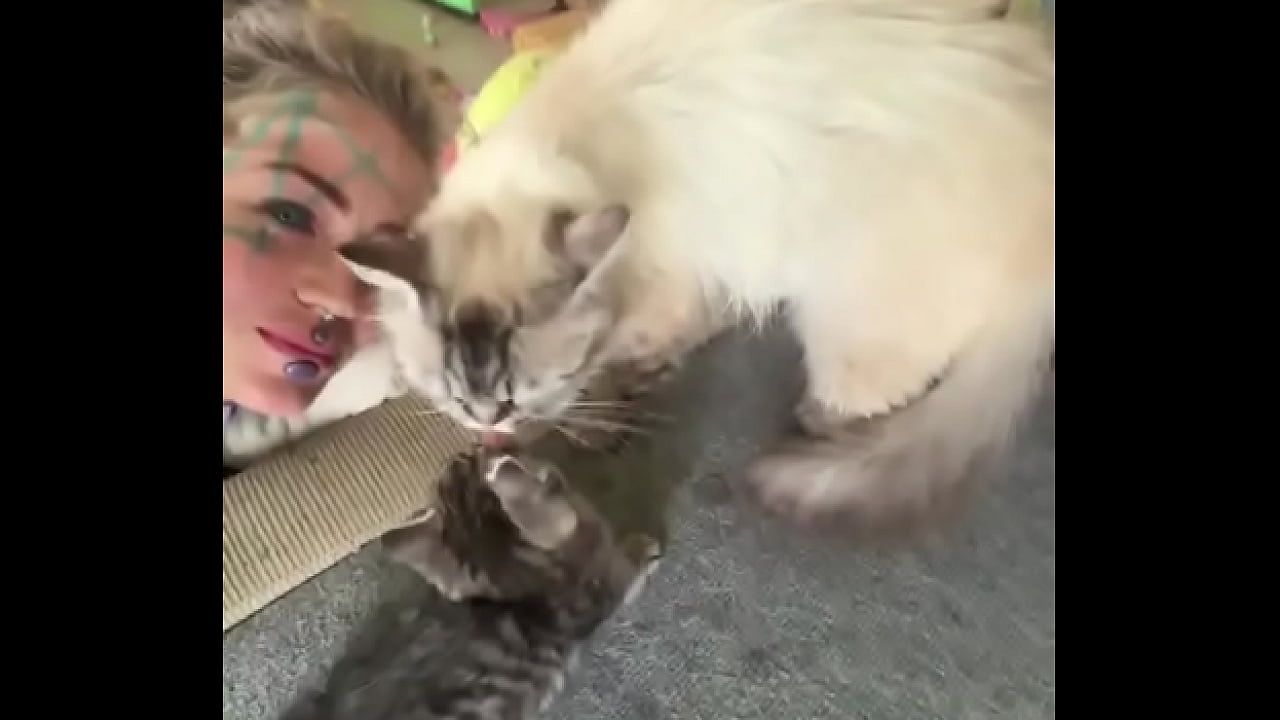 Cat heaven :)-#facetattoo #inkedface #eyeballtattoo #cat #kitten