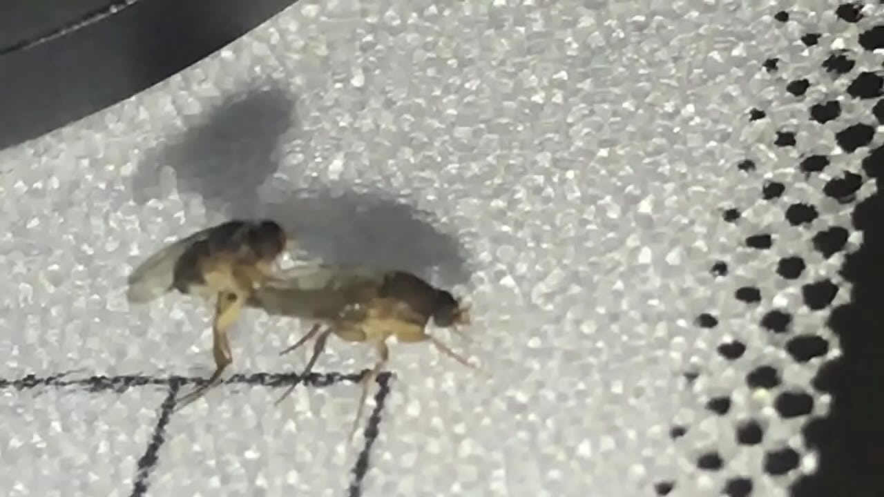 Girl gets fucked with cum all over her tits