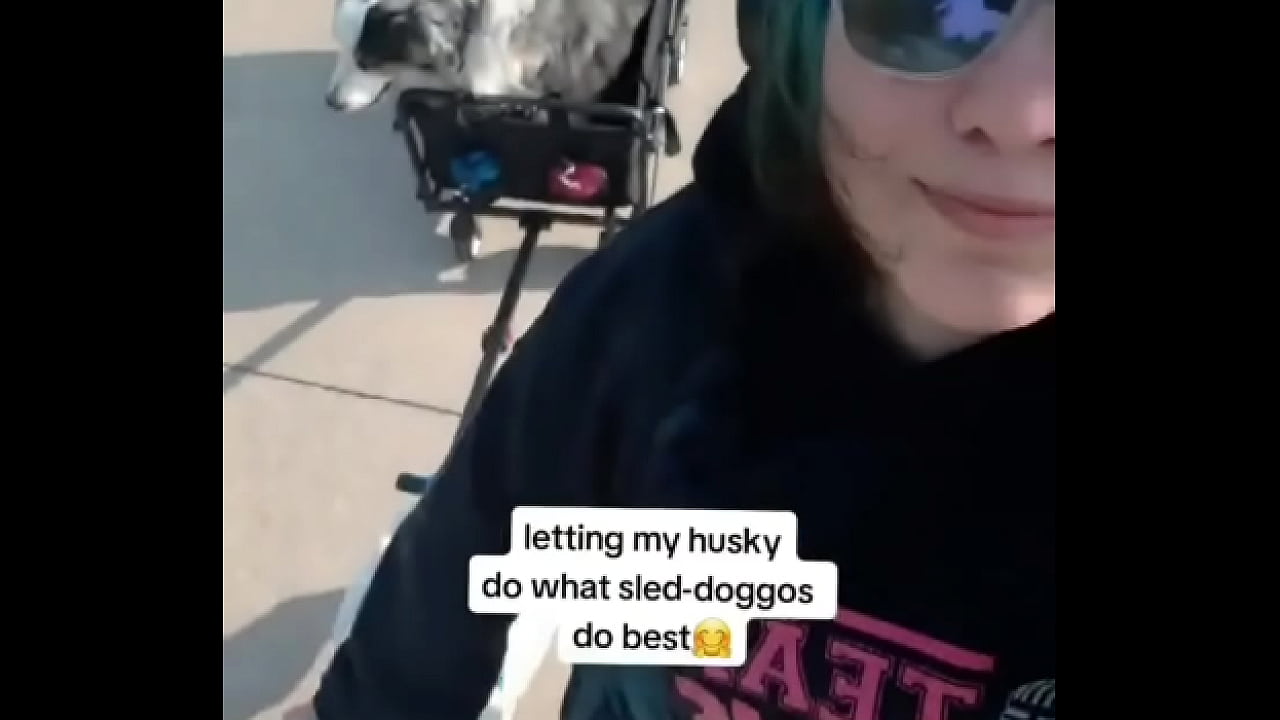 My husky pulling his older brother in the wagon??